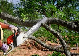 Lawn Renovation and Restoration in Gibson, AR